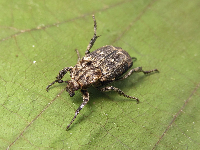 Cetoniidae: Valgus hemipterus, femmina